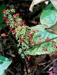 Rare Plants of Indiana