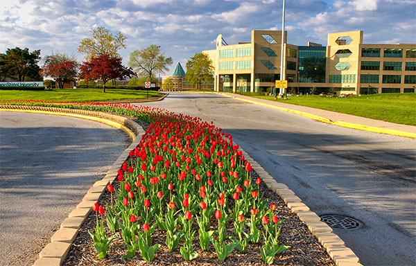 Tulips