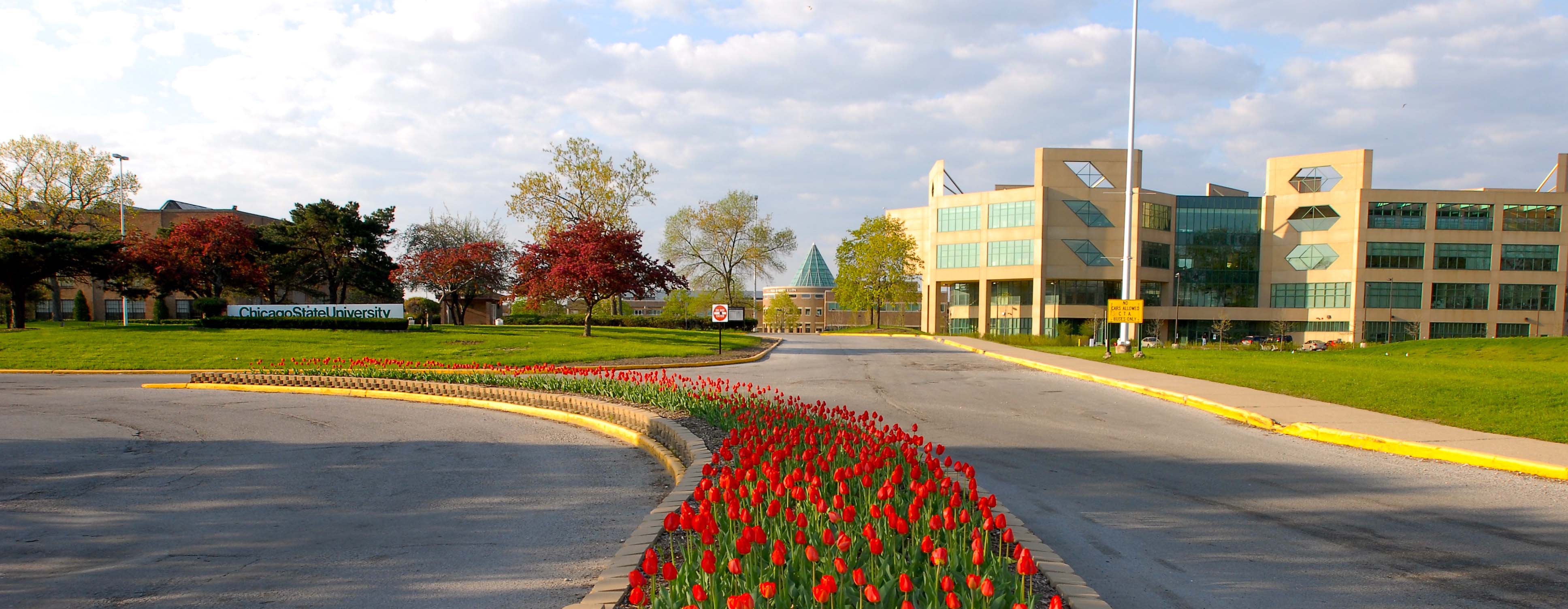 Tulips